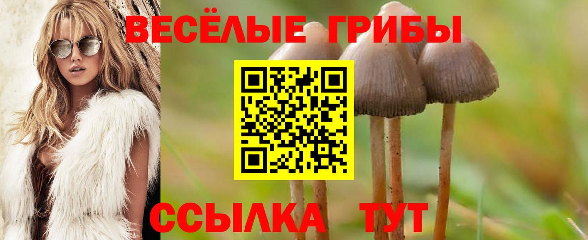 Псилоцибиновые грибы Psilocybine cubensis Саранск